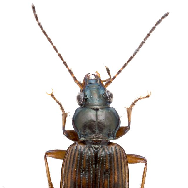 Carabes de Suisse - Bembidion dentellum