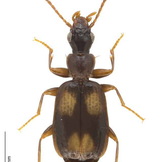 Carabes de Suisse - Calodromius spilotus
