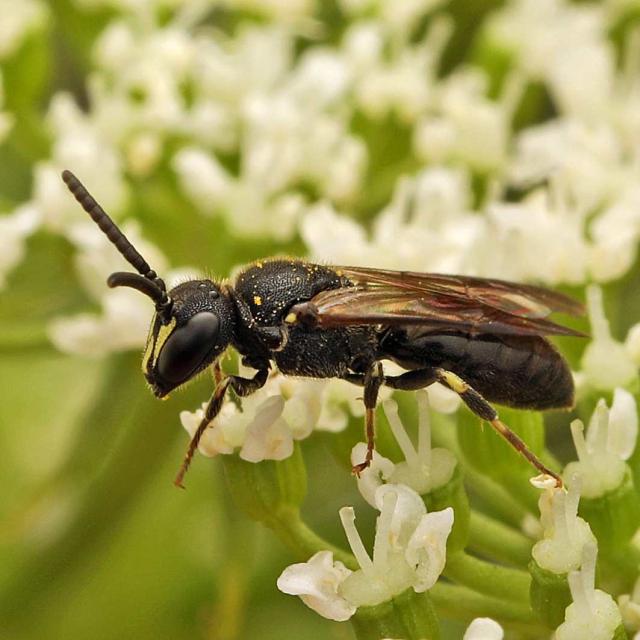 Les abeilles sauvages de Suisse - Hylaeus communis (M)