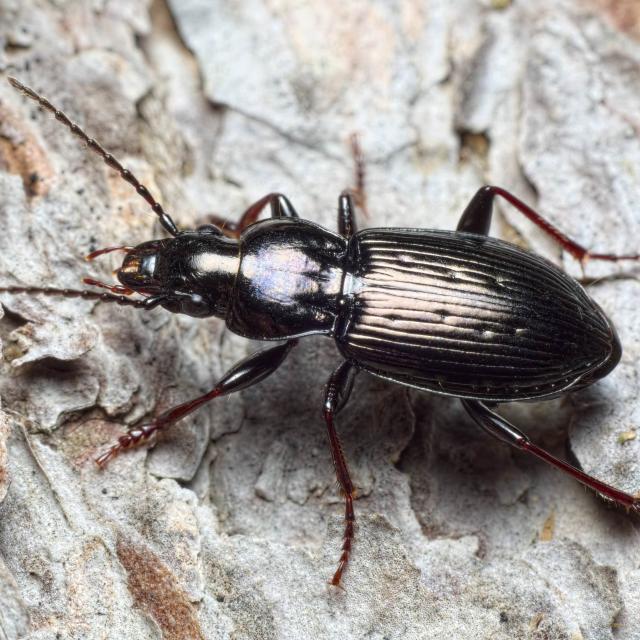 Pterostichus oblongopunctatus © Pierre Bornand