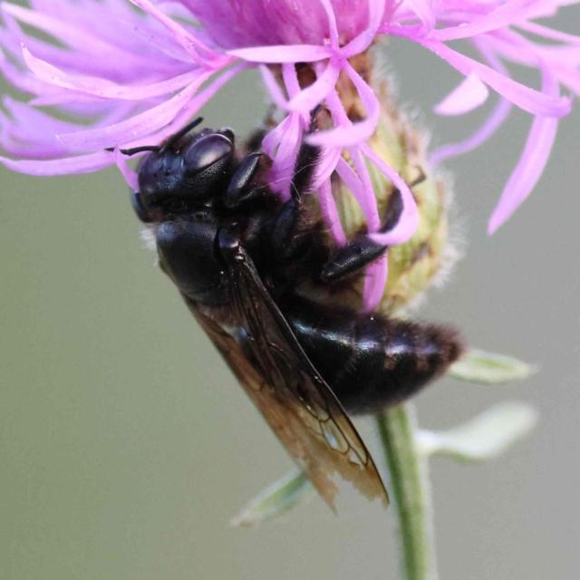 Femelle de Xylocopa iris sur Centaurea stoebe