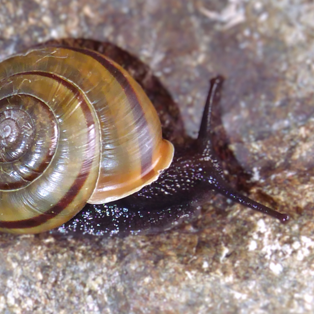 Weichtiere © François Claude