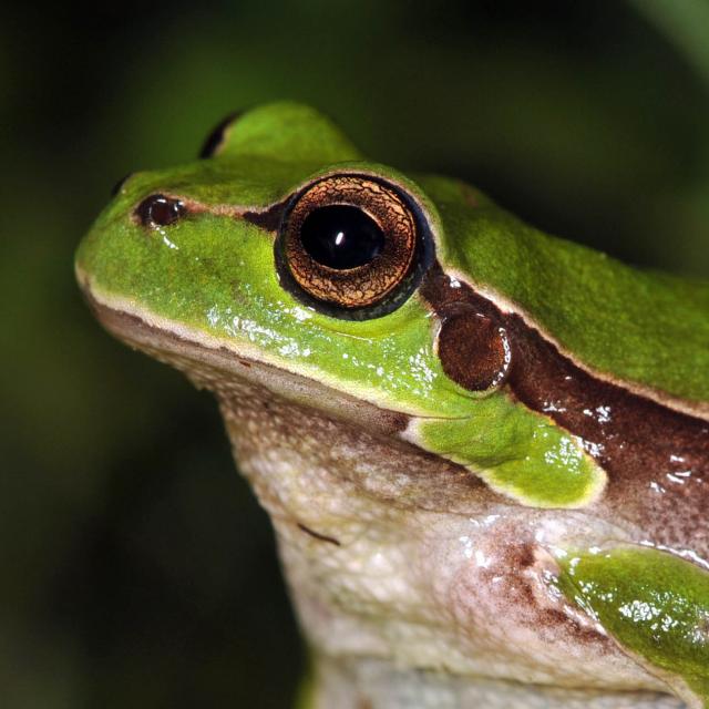 Hyla arborea (© Andreas Meyer)