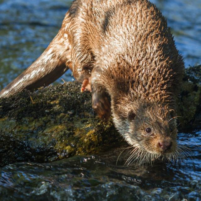 Lutra lutra (© Stephane Raimond)