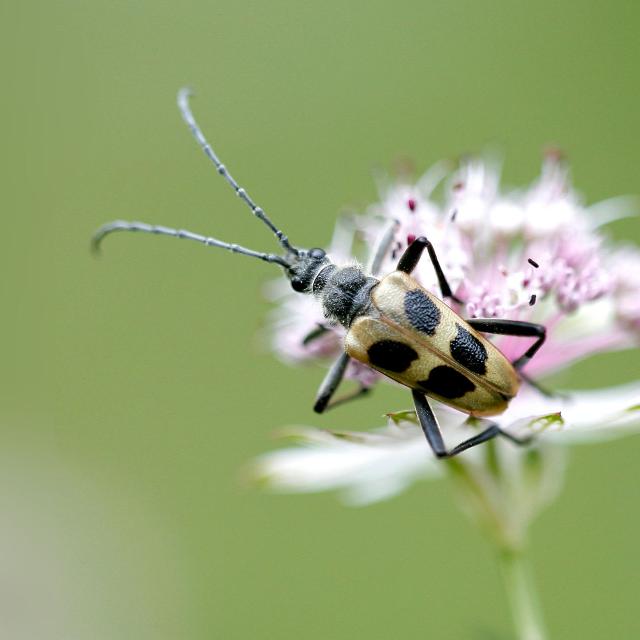 Insekten