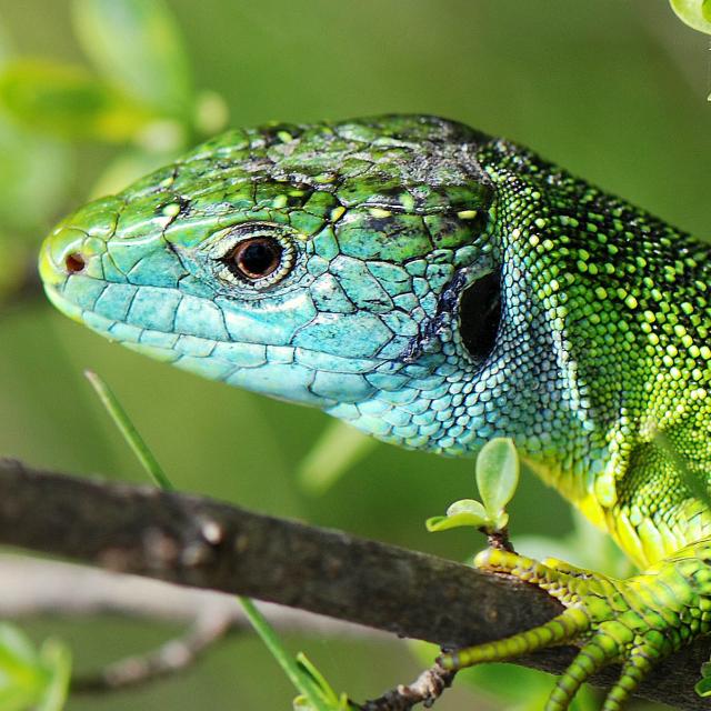 Lacerta bilineata (© Yannick Chittaro)