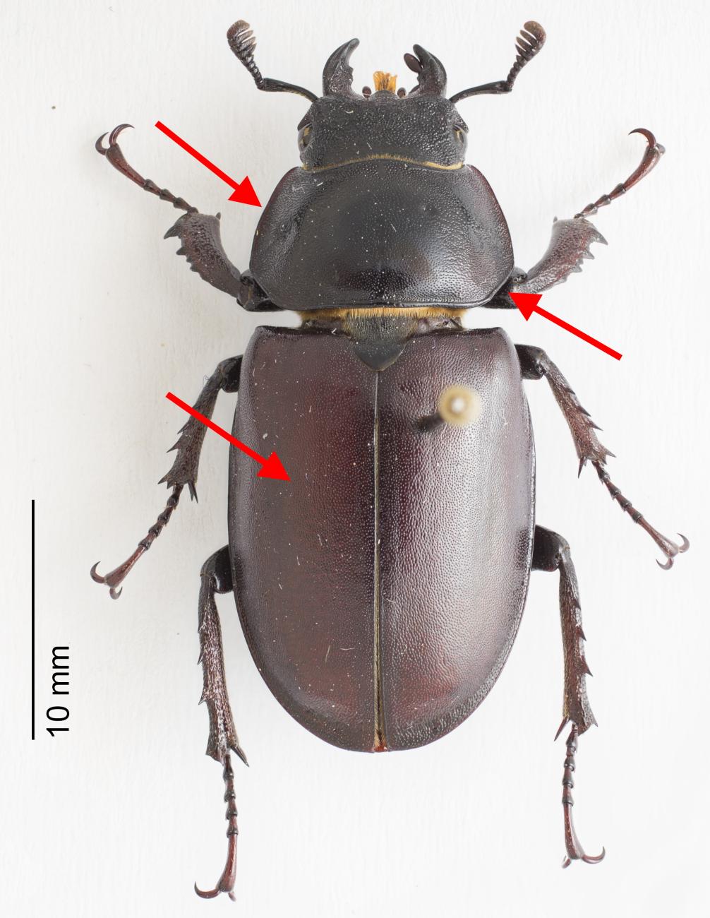 Aide de distinction: Lucane cerf-volant et Petite biche | info fauna