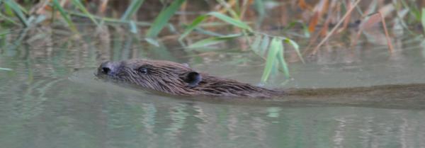 Lorsque le castor nage, seule sa tête dépasse de l’eau