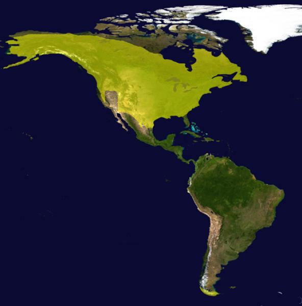 Répartition du castor canadien. En Terre de Feu, il s'agit de lâchers. 