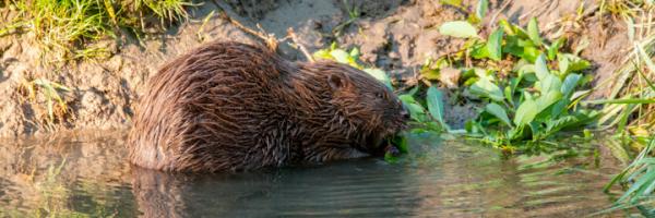 En été, le castor mange pratiquement toutes les plantes herbacées et ligneuses disponibles dans et au bord de l’eau (© Christof Angst) Castor qui s'alimente de végétaux trouvé dans et au bord de l'eau