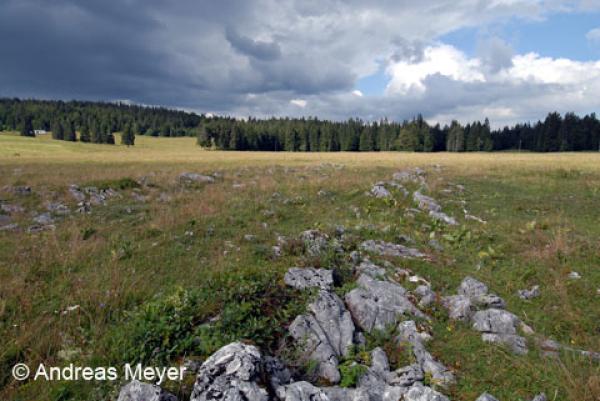 Habitat : rochers et affleurements rocheux