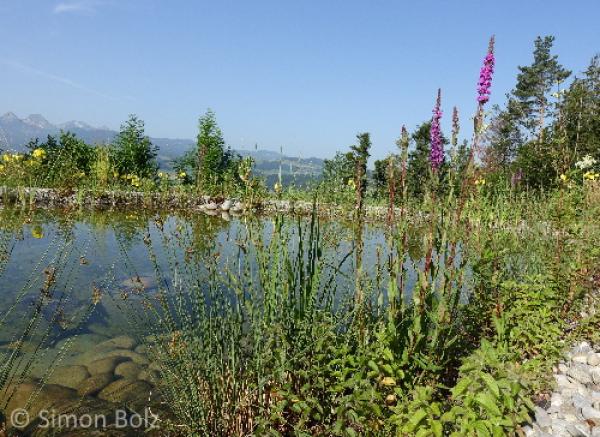 Un étang comme habitat de la couleuvre à collier