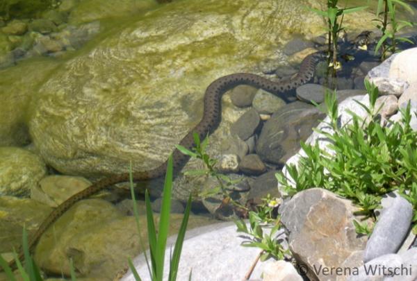 Ringelnatter schwimmt im Teich