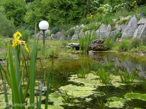 Gartenweiher als Lebensraum für den Fadenmolch (© Simon Bolz) Gartenweiher mit Seerosen und Schwertlilien