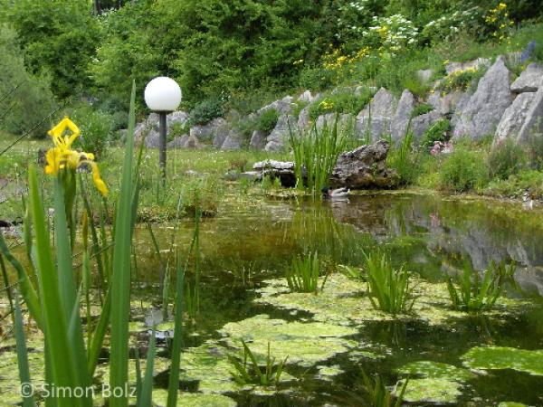 Gartenweiher mit Seerosen und Schwertlilien