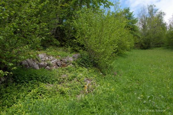 Lisière de haies comme habitat pour l'orvet