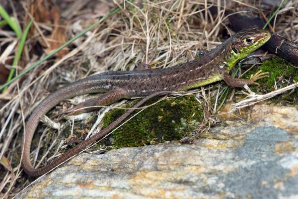 Femelle d'un lézard vert