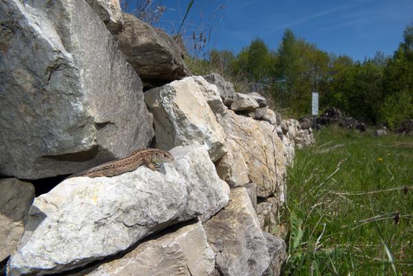 Une femelle de Lézard agile sur un mur en pierres sèches​