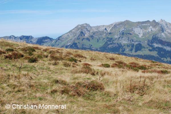 Les landes comme habitat pour les amphibiens et reptiles (© Christian Monnerat) Landes en montagne