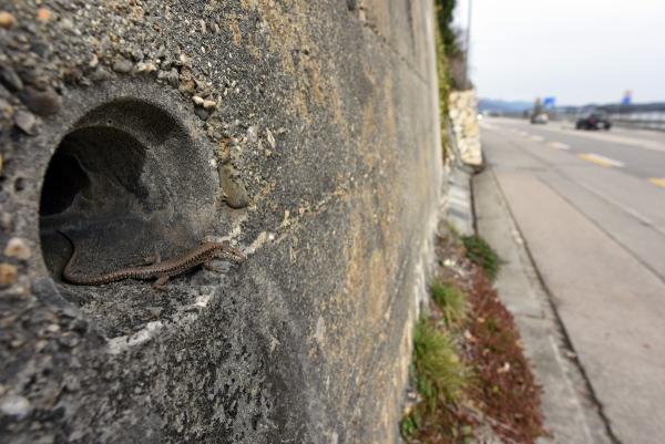 Un lézard des murailles regarde par un trou dans un mur en béton