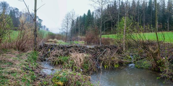 Grosser Nebendamm in einem Naturschutzgebiet (© Christof Angst)