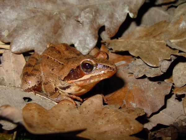 Grenouille agile, bien camouflée dans le feuillage brun