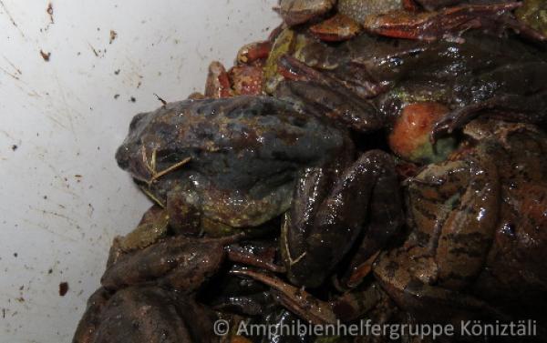 Grasfrosch mit grau-weissen runden Flecken auf dem Rücken