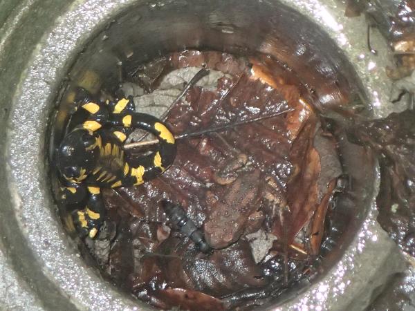 Im Schacht gefangene Feuersalamander und Erdkröte