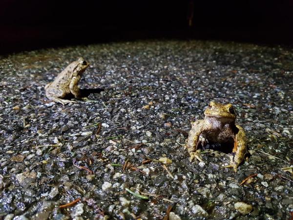 Zwei Erdkrötenmännchen warten auf einer Strasse auf ein Weibchen