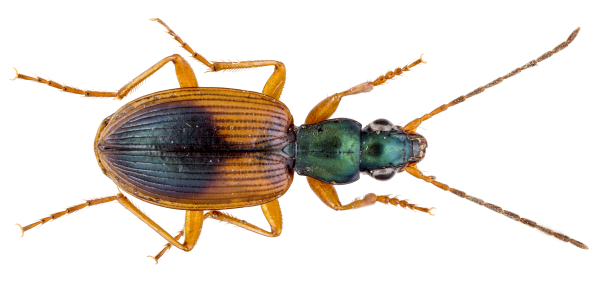 Anchomenus dorsalis