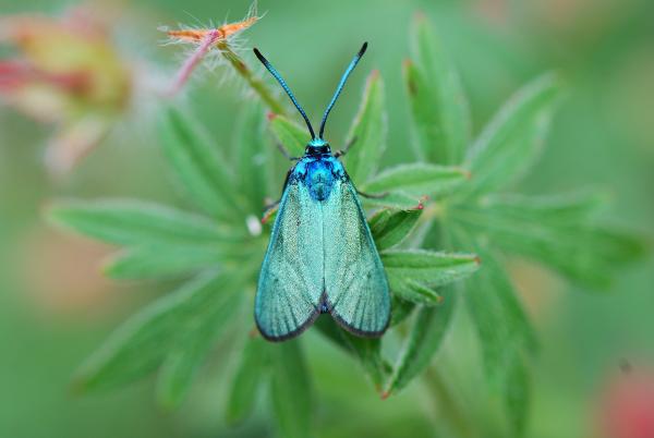 Adscita dujardini (© Yannick Chittaro) Adscita dujardini: papillon aux reflets vert bleuté