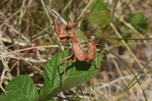 Weibchen der Fangschreckenart Ameles spallanzania