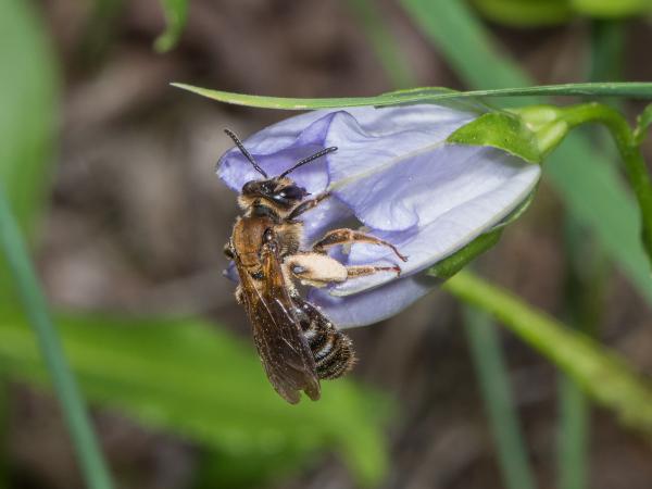 Wildbiene Andrena curvungula an einer Glockenblume