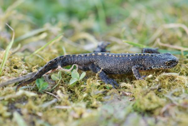 Un triton alpestre mâle en livrée terrestre