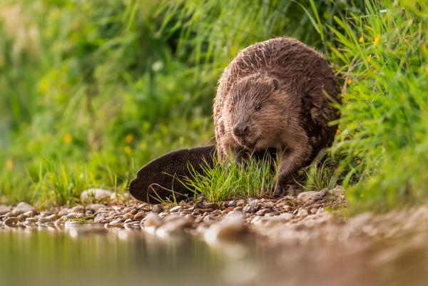 Biber am Wasser (© www.nicolas-stettler.ch)