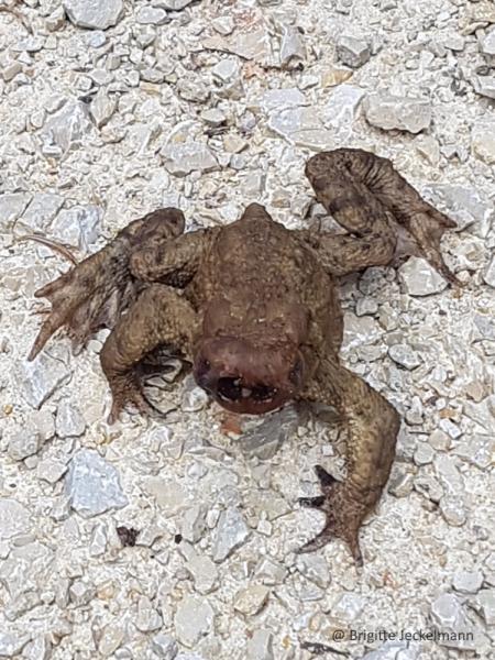 Crapaud commun avec museau et tête défigurés