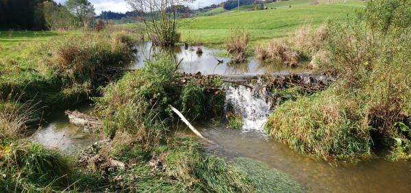 Castor et biodiversité