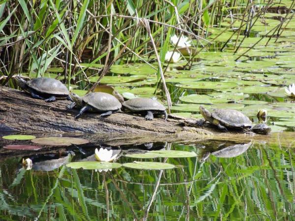 Plusieures cistudes sur un tronc d'arbre