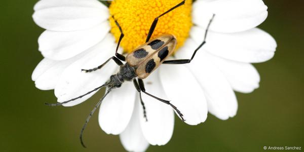 Coléoptères © Andreas Sanchez