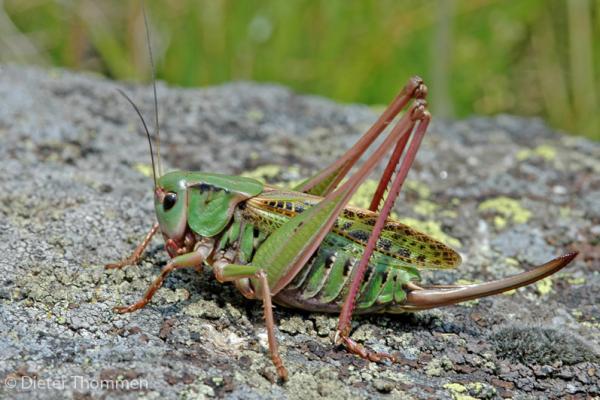 Femelle du Dectique verrucivore. © Dieter Thommen