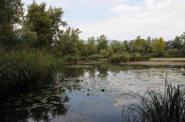 Weiher mit reicher Unterwasser- und Schwimmblattvegetation