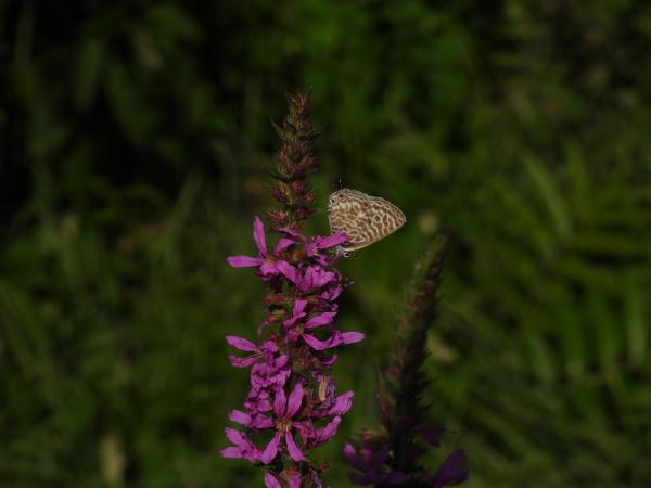 Papilllon Azuré de la luzerne (Leptotes pirithous) 