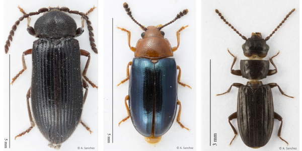 Espèces forestières emblématiques (de gauche à droite): Cerophytum elateroides (Latreille, 1809) ; Triplax aenea (Schaller, 1783) ; Laemophloeus muticus (Fabricius, 1781) (© Andreas Sanchez)