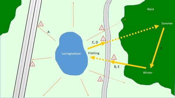 Konflikt Amphibienwanderung und Verkehr (© info fauna) Grafik Amphibienwanderungen und Verkehrsproblematik