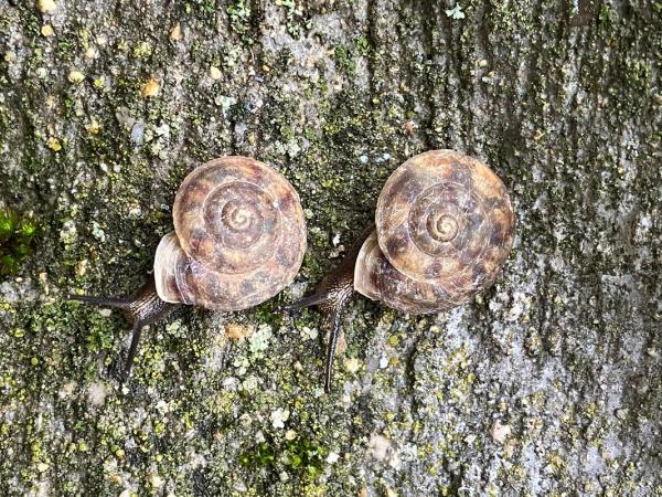 Schnecke Helicigona lapicida