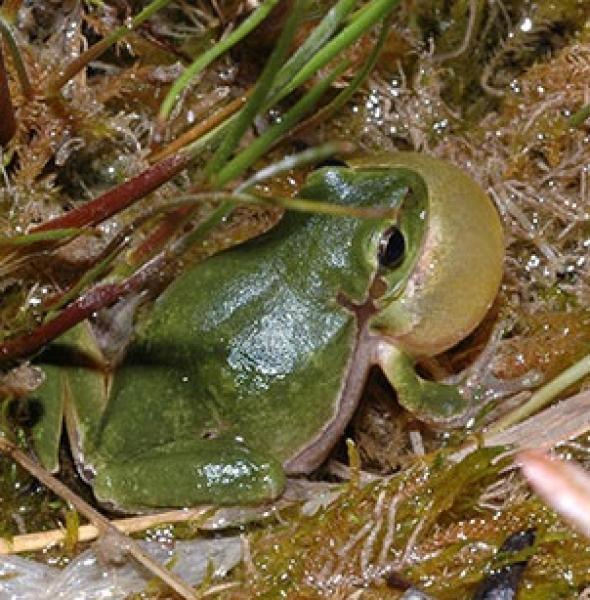 Rufendes Männchen des Europäischen Laubfrosches