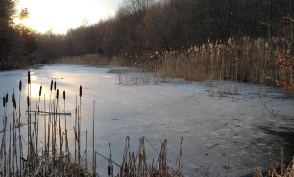 Etang pour amphibiens couvert de glace