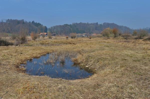 Mare dans un bas-marais 