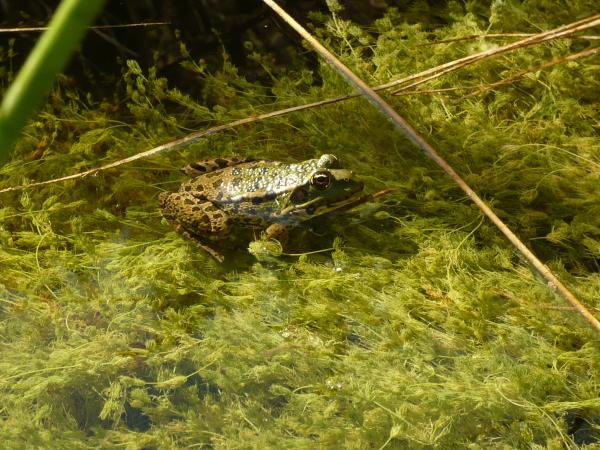 Seefrosch