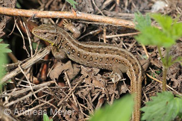 Femelle d'un lézard agile